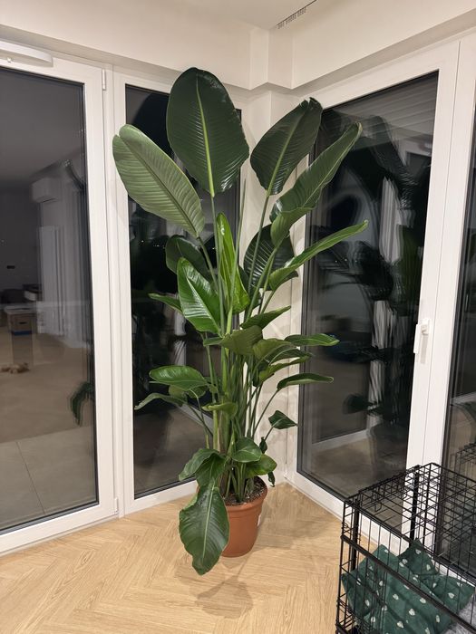 Strelicja, 250 cm, Poznań