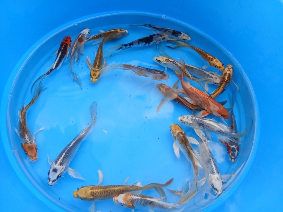 Carpas koi de véu