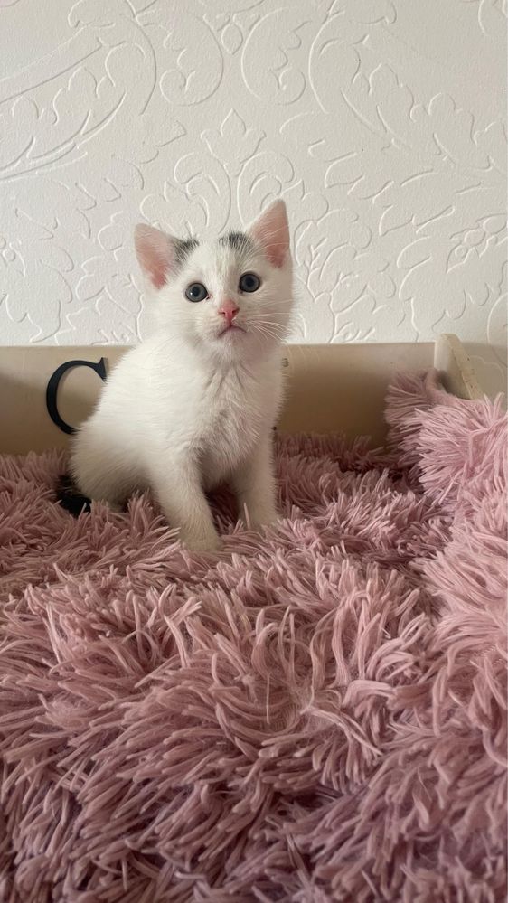 Śliczny kotek do adopcji za darmo