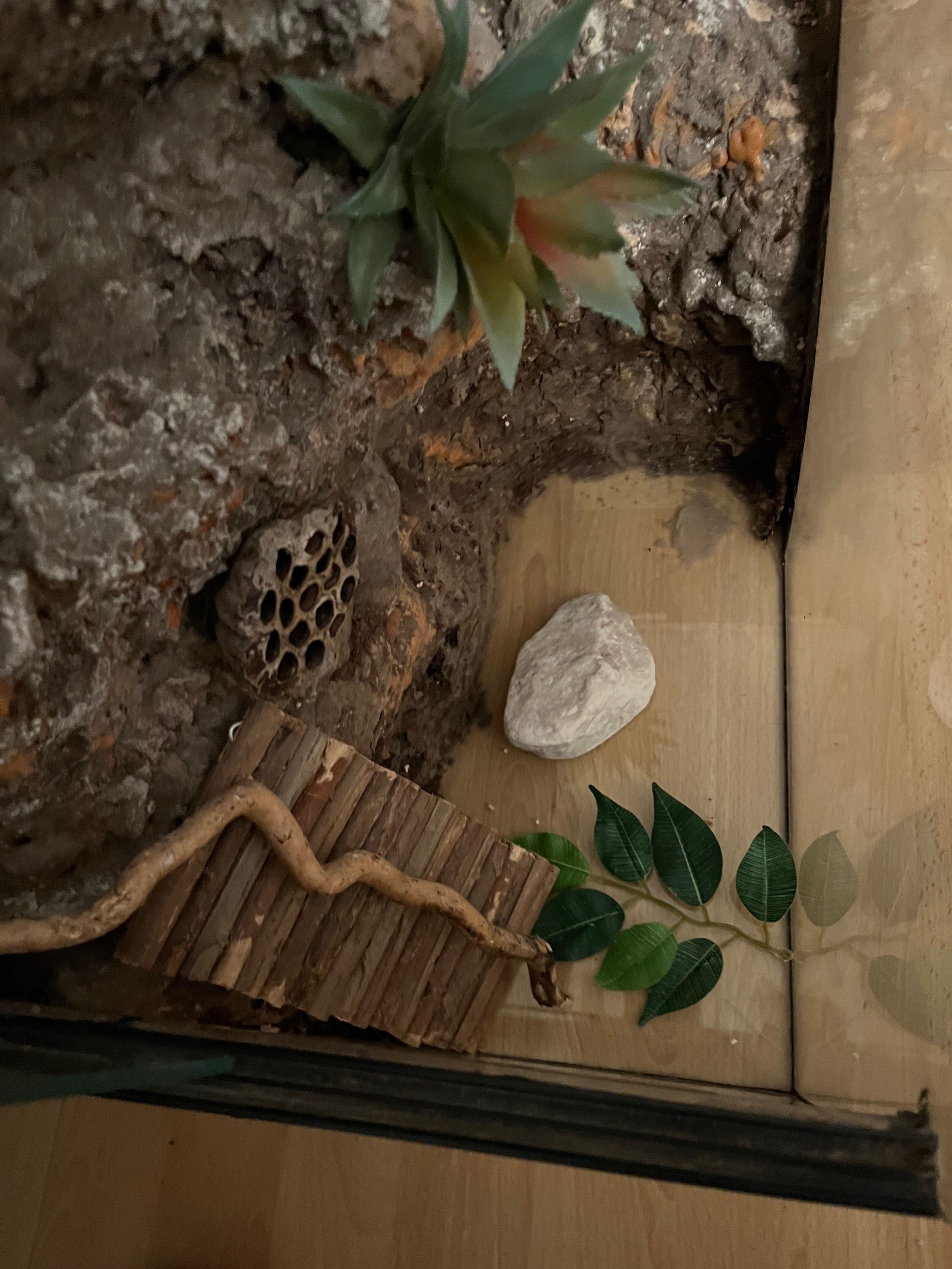 Terrarium wertykalne 90x70x30 gekon orzęsiony ze ścianką wystrojem
