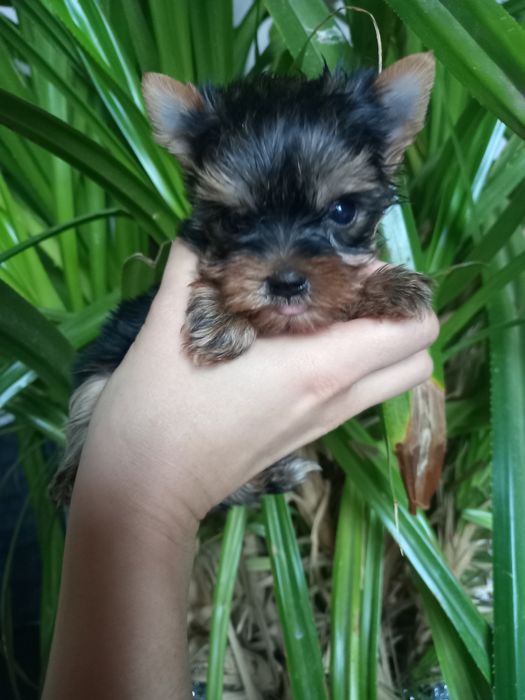 Чудо чадо мини привит