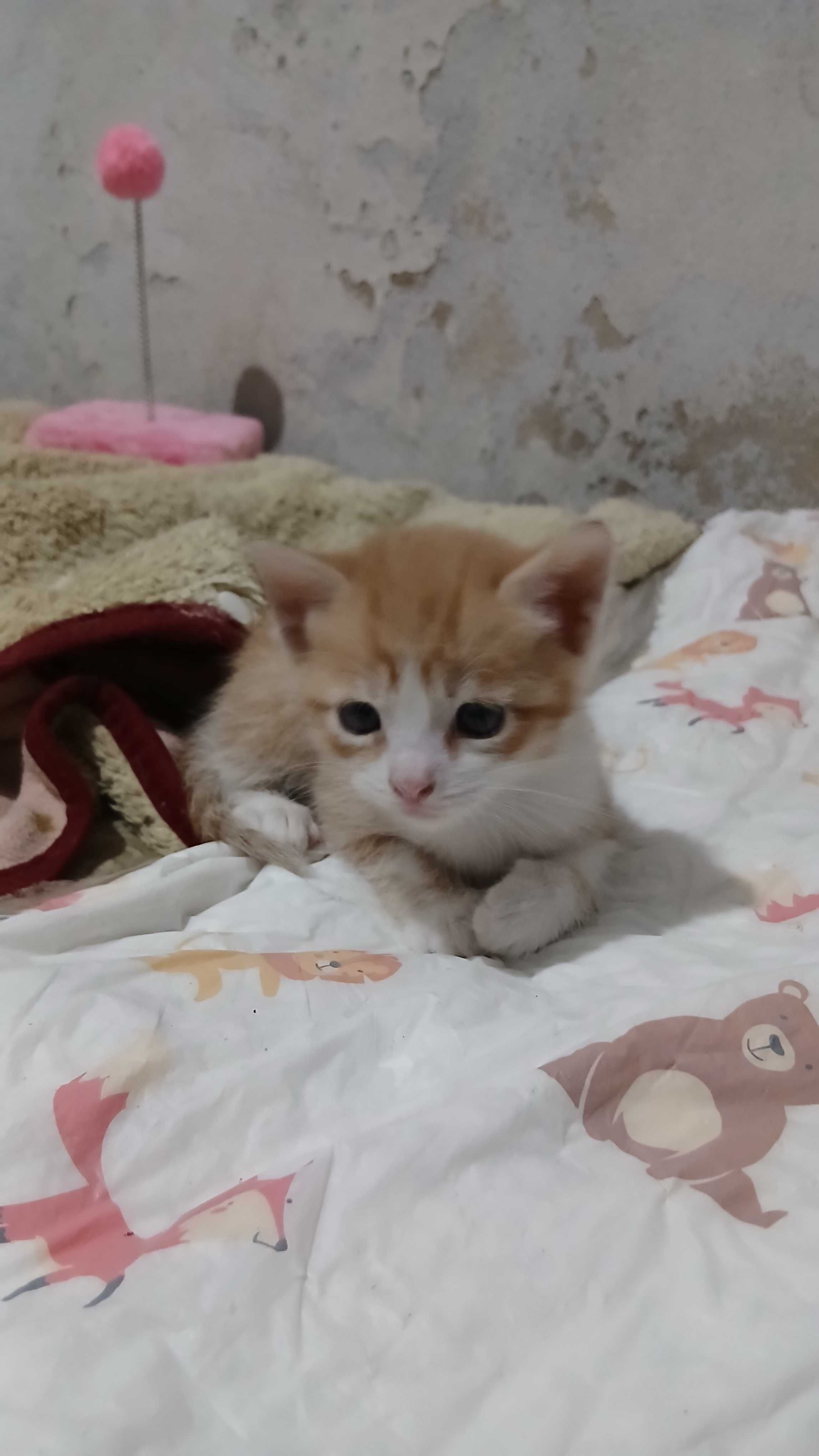 Gatinhos precisam de uma família