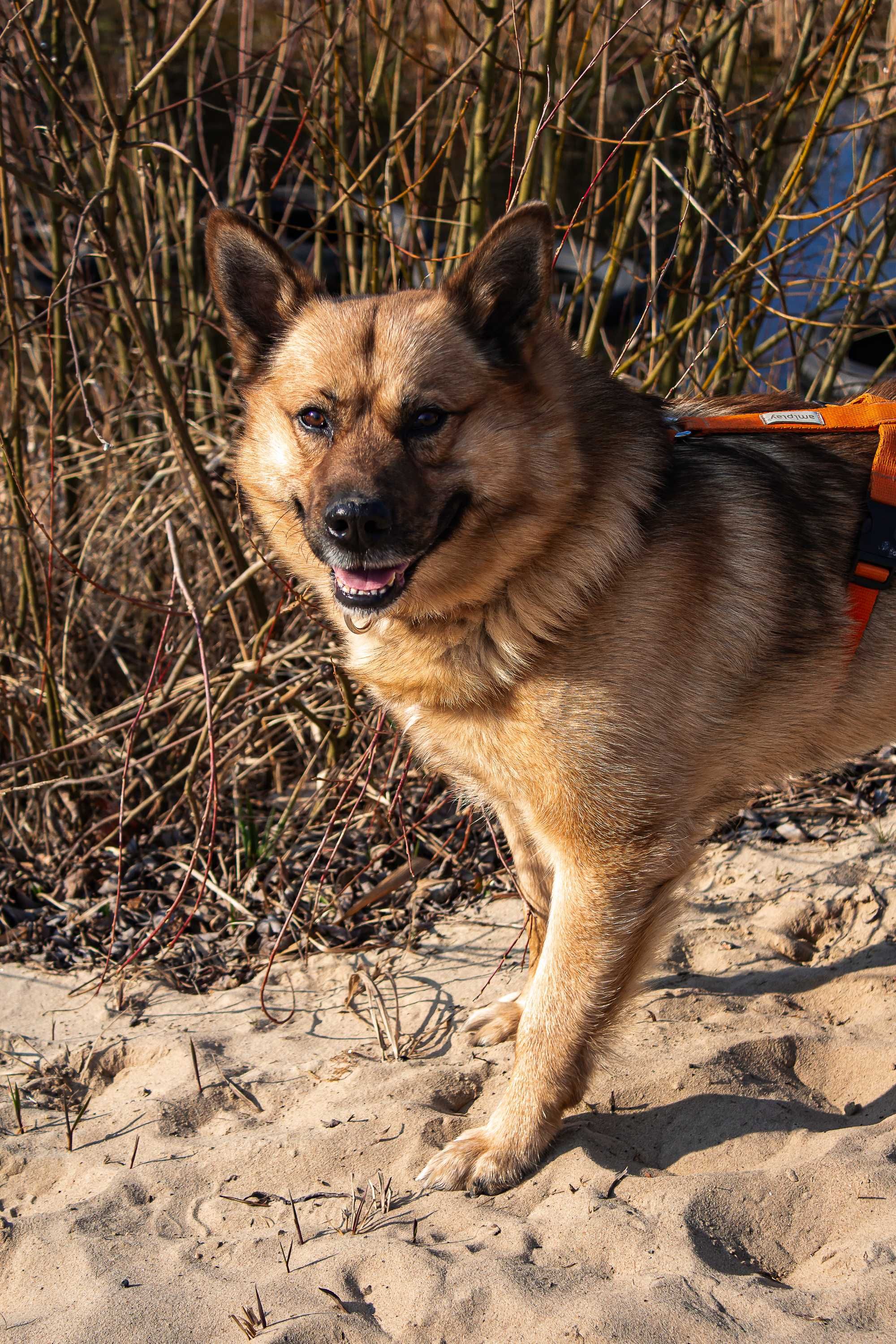 MAILO typ: Akita, 28kg, 5 lat