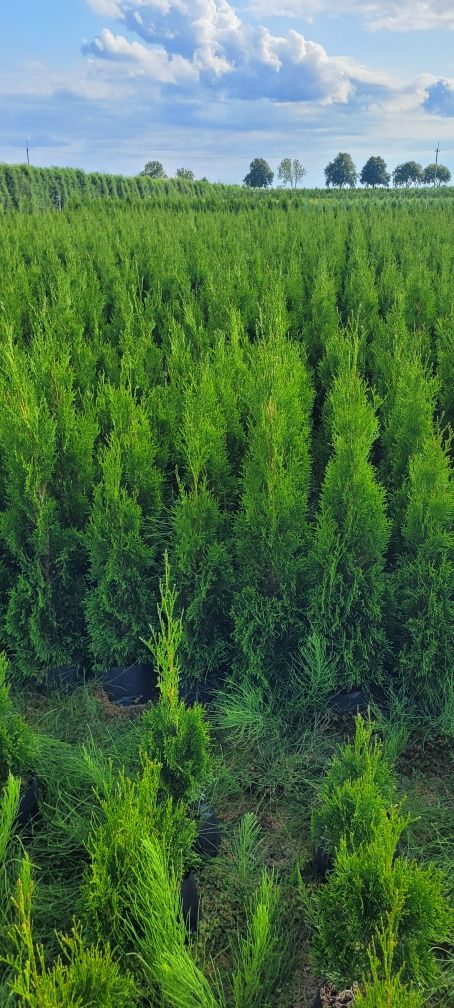 Tuja Smaragd 140 cm tuje 100 thuja 120 brabant laurowiśnia myślenice