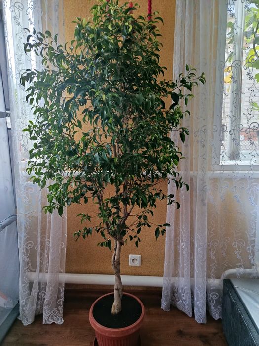 Деревья фикуса  ,лимона