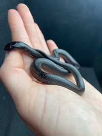 Чорна змія нігріта Lampropeltis getula nigrita