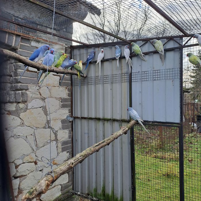 Aleksandretta aleksandretty