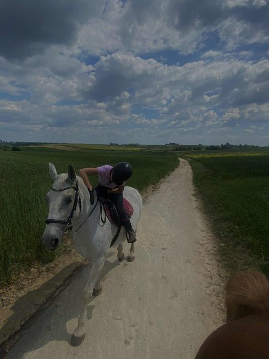 Klacz śląska sprzedam