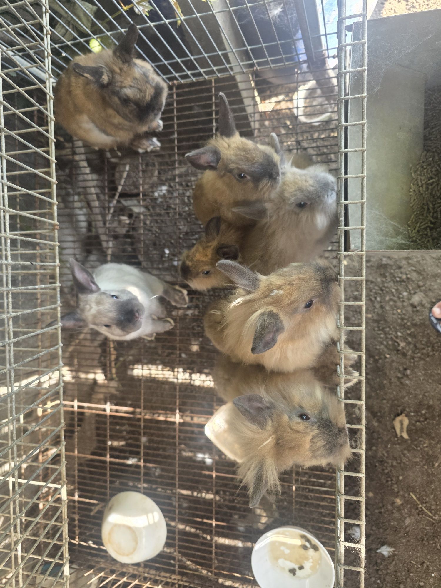 Coelhos anão/ mine coelhos