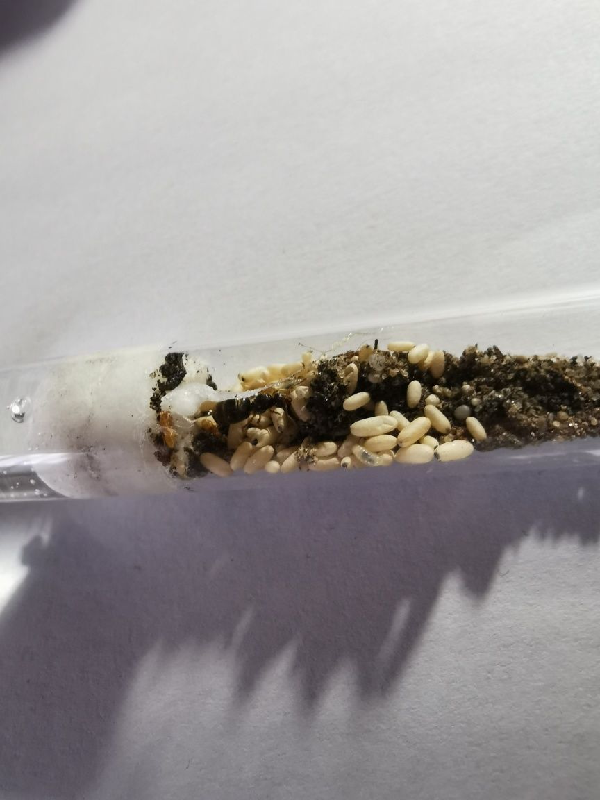 Lasius Flavus 1Q +40poczwarek