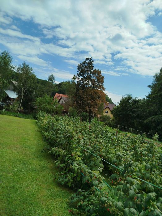 Sadzonki malin świeże!