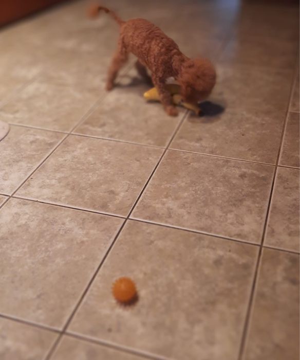 Pudel miniaturowy piesek Mozart