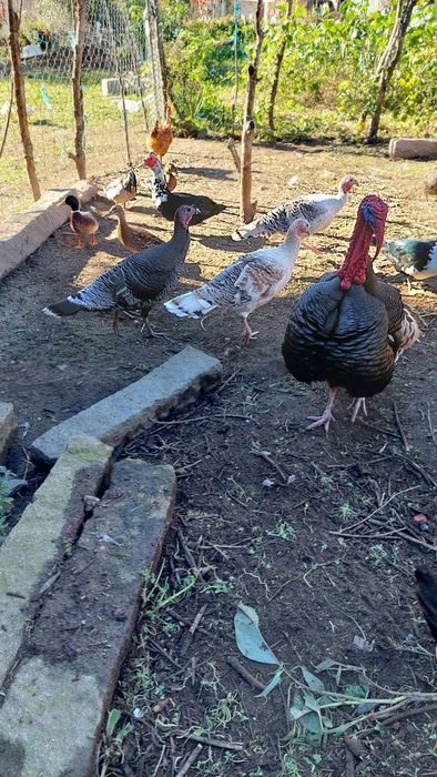 Perus patos mudos galinhas