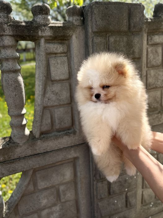 Vip Ведмедик шоу класс