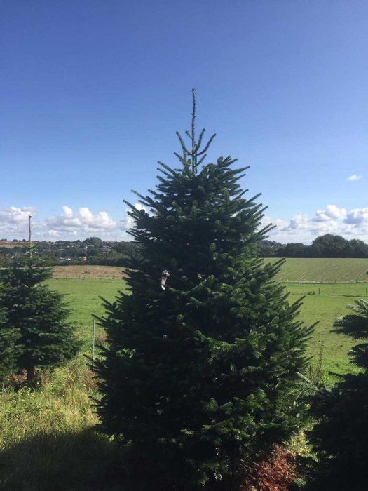 Jodła kaukaska cięta choinki