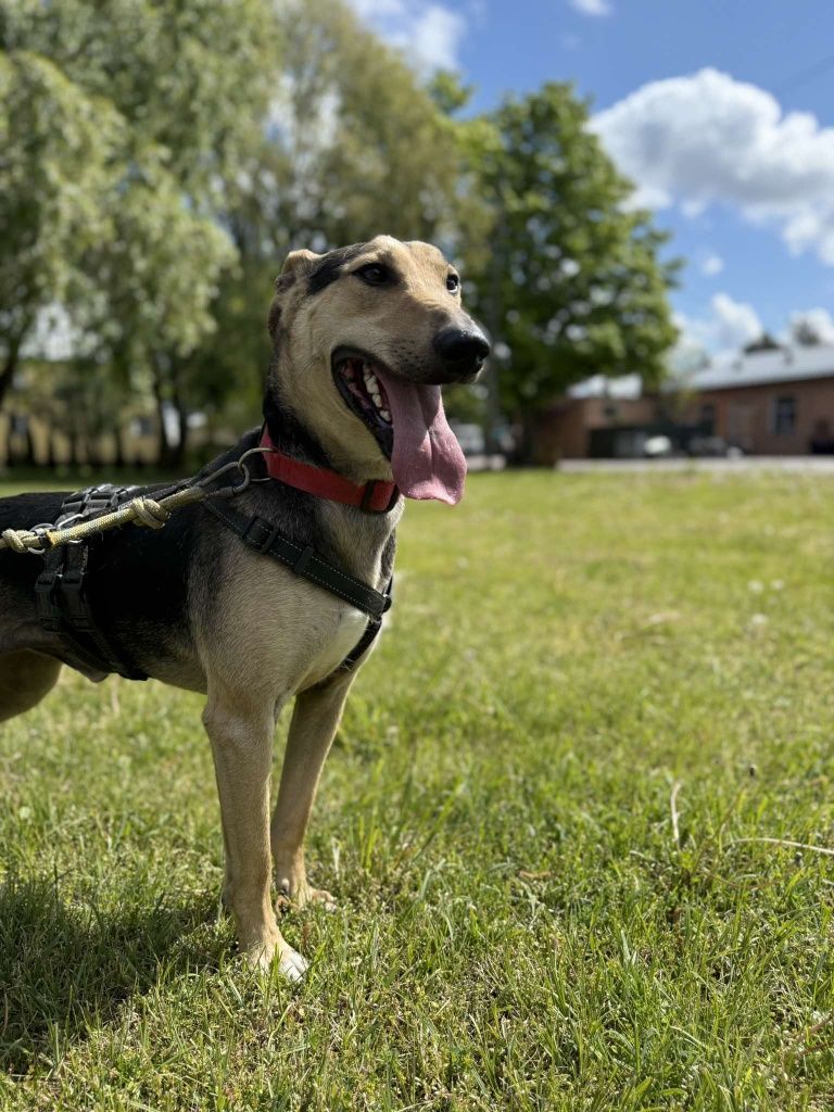 Amorek do adopcji