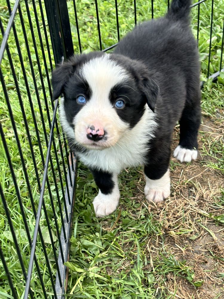 Piesek border collie gotowy do odbioru
