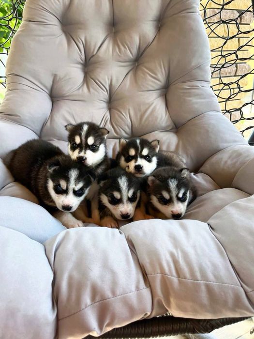 Продаються цуценята сибірської хаскі.