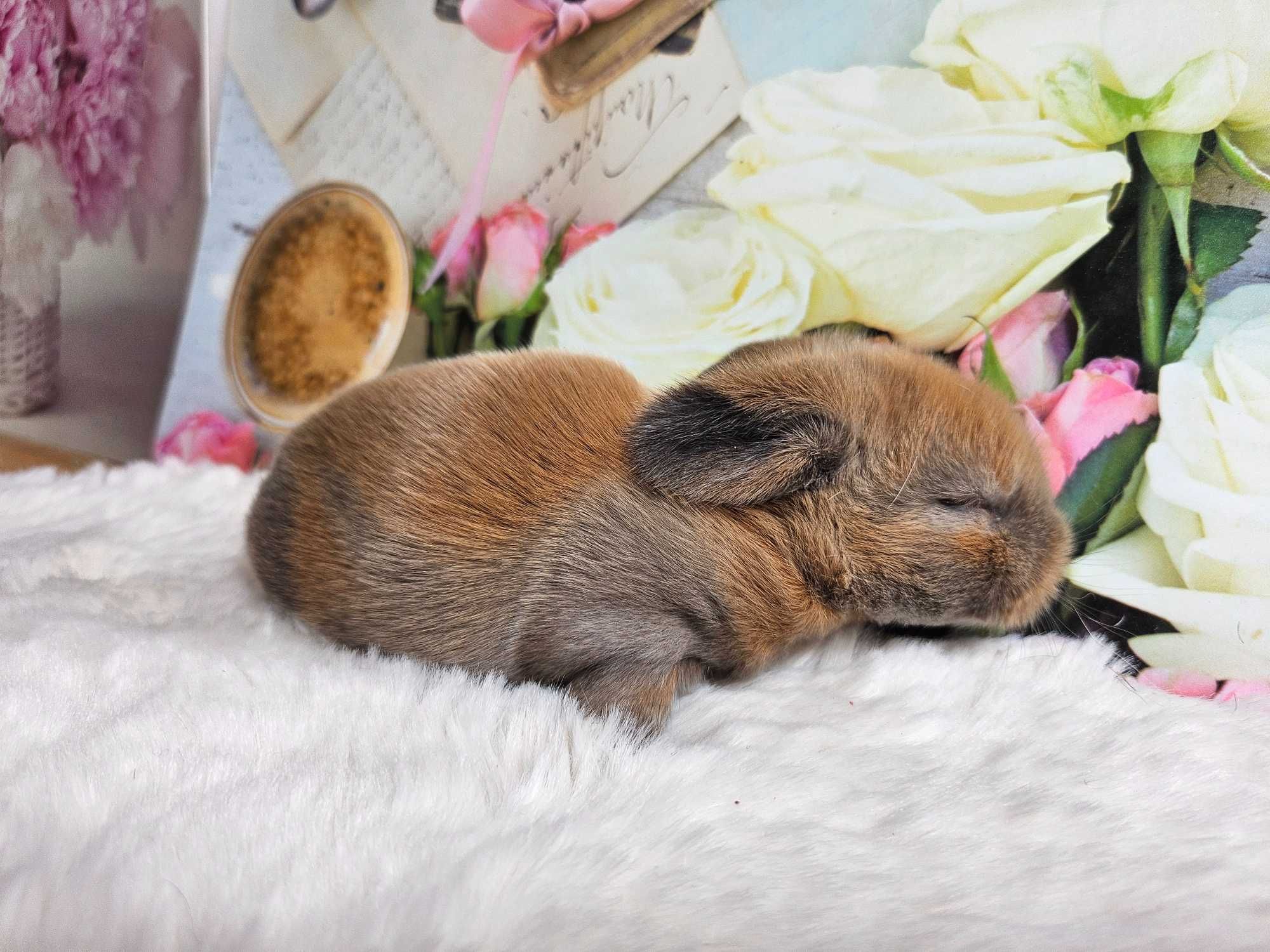 Mini Lop        LIKWIDACJA HODOWLI 2 za 1