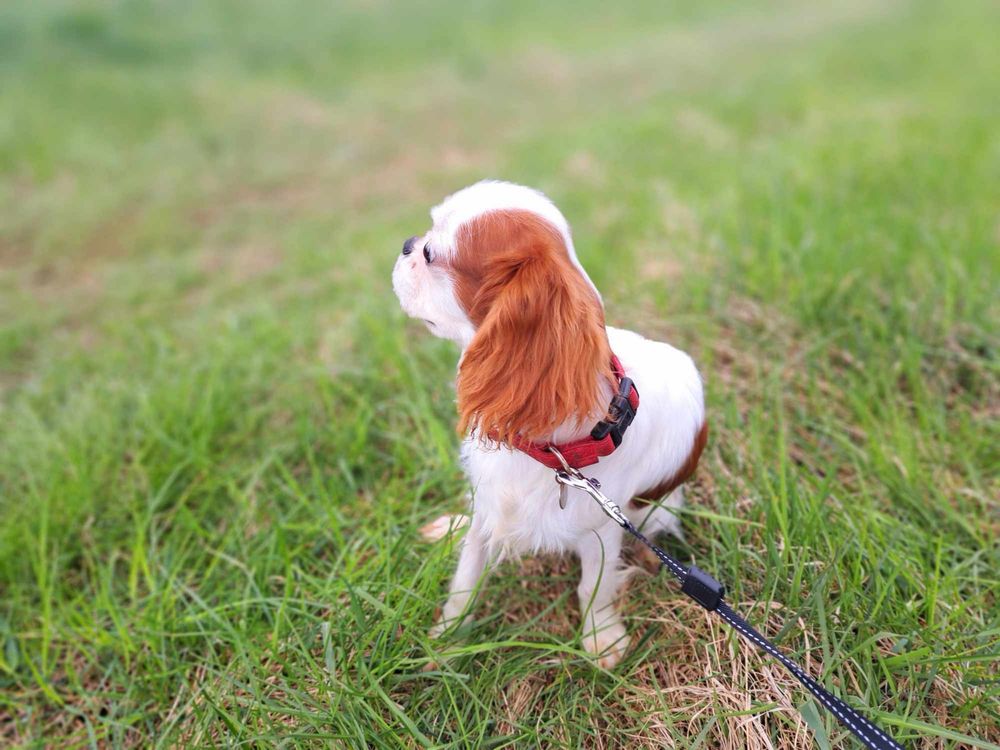 Cavalier King Charles Spaniel