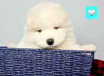 Samoyed  ZKWP FCI doskonały rodowód
