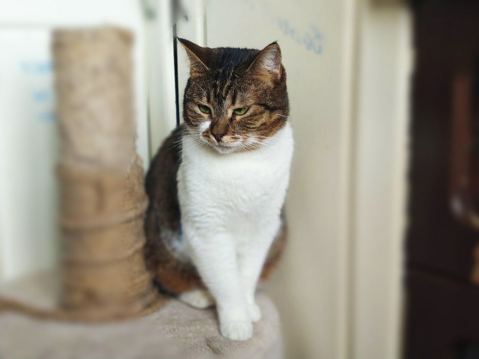 Зеленоока чарівниця, кішечка Соломія, кішка 1 рік