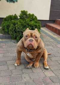 American Bully Rep