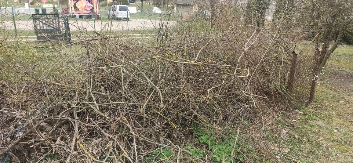 Oddam gałęzie  za darmo