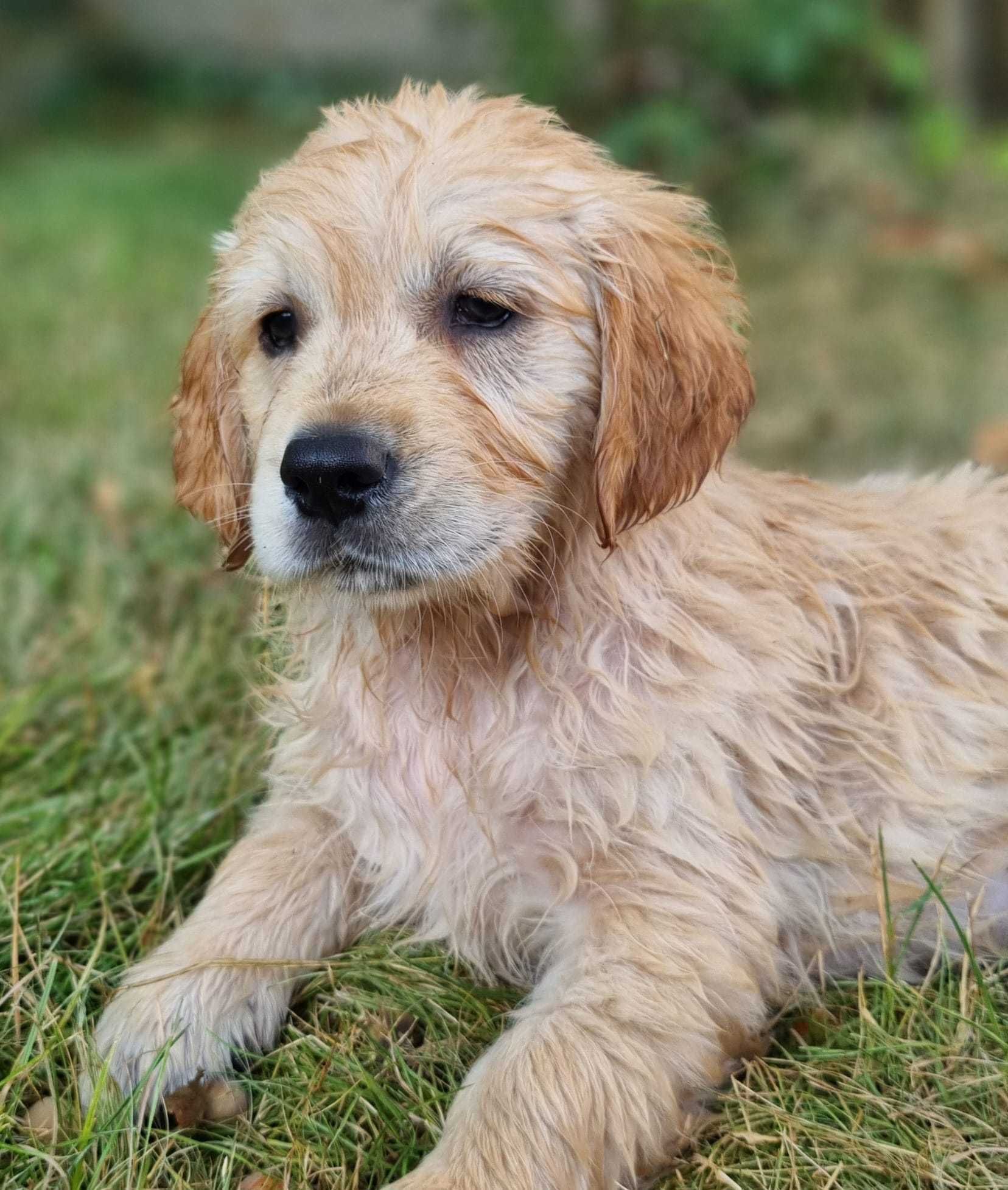 Planowane Szczenięta Golden Retriever ZKwP (FCI)