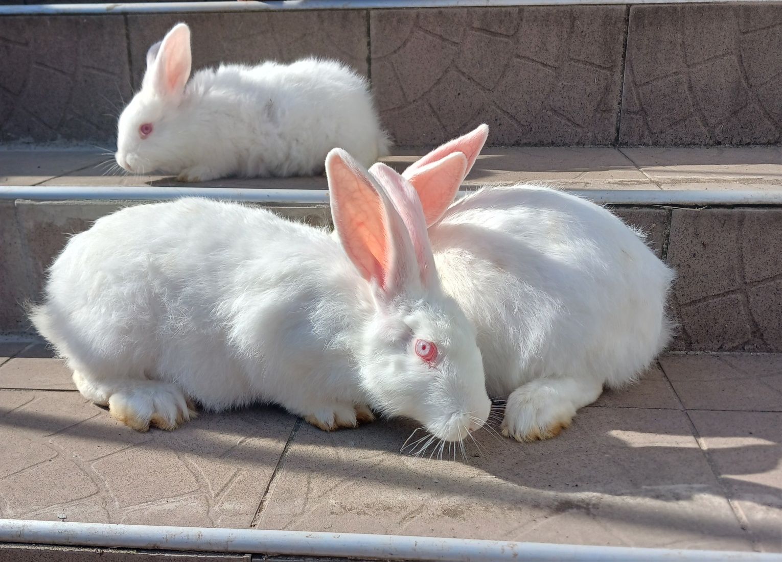 Продам кроликів породи панон