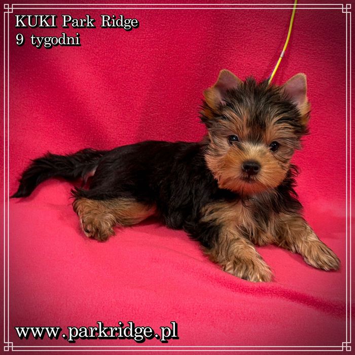 york yorki suczka ok. 2 kg rodowód ZKwP FCI