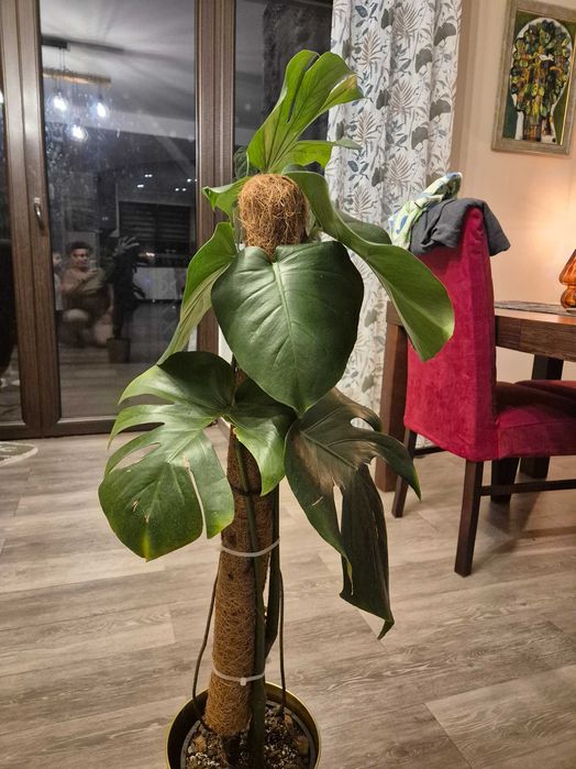 Monstera deliciosa big form