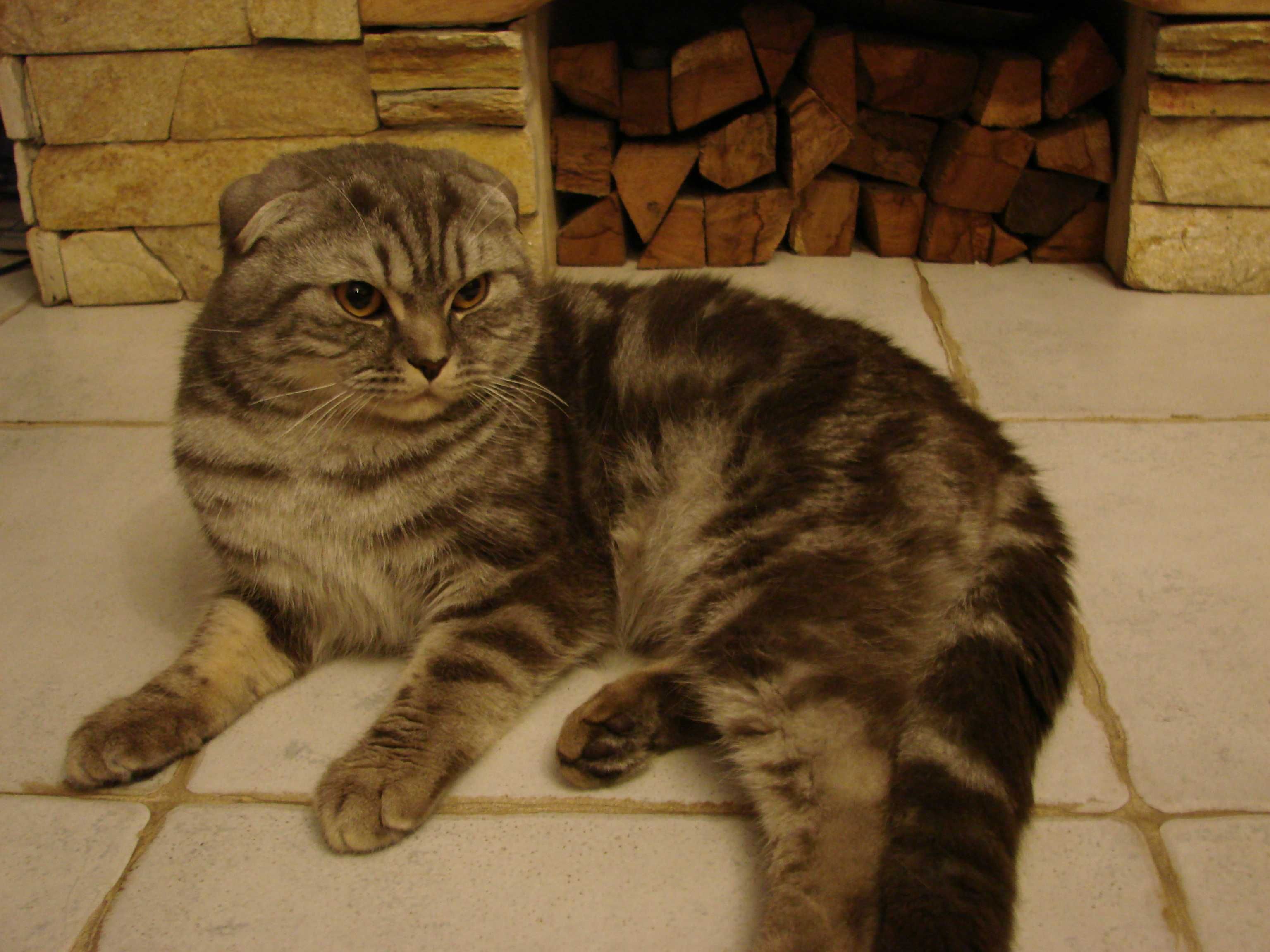 Кот шотландец мраморный (скоттиш-фолд) для вязки