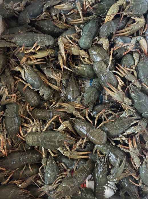 Живі раки. Є розміри с, м, л, хл.