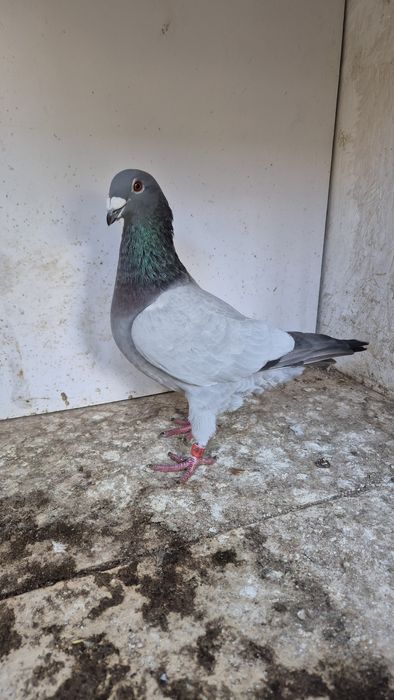 Gołębie barles barlesy