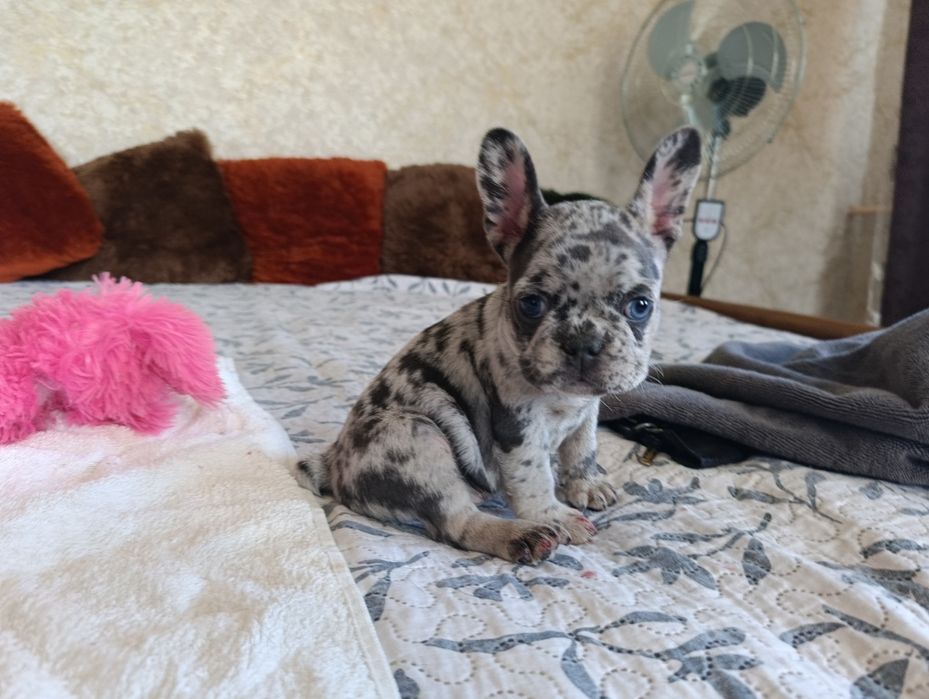 Лиловая мерле девочка (большой выбор щенков)