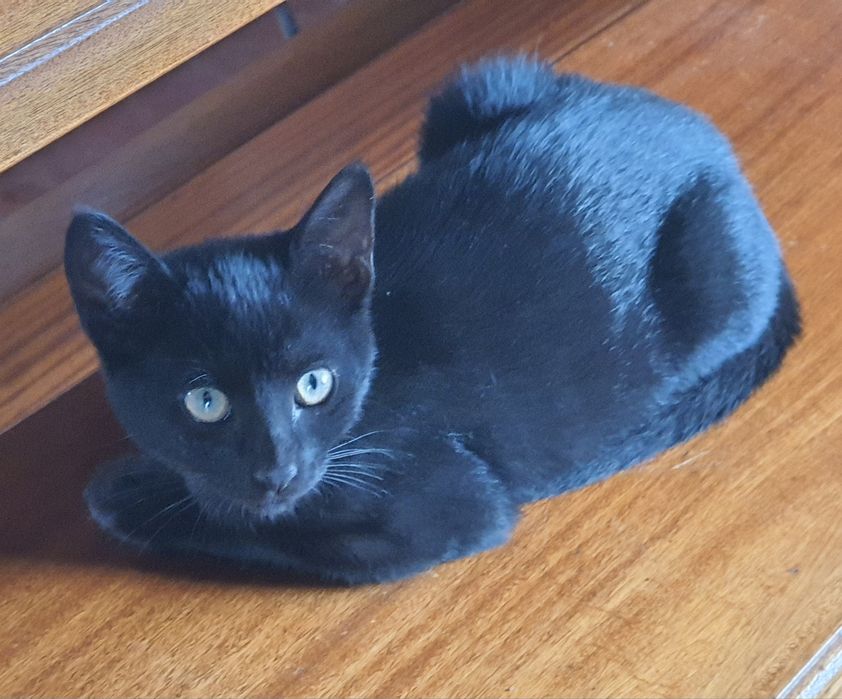 Gatinhos para adopção