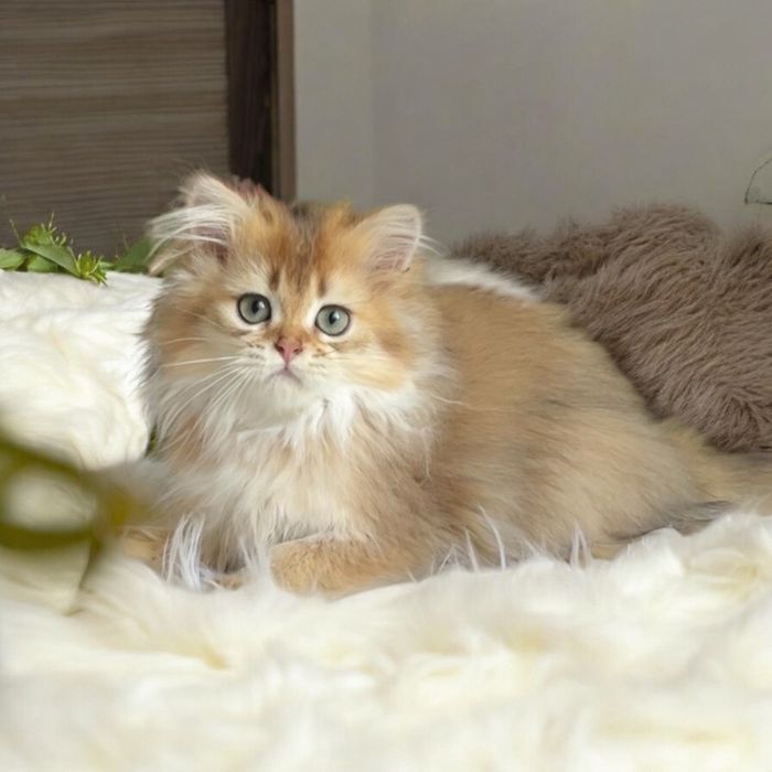 Котик золота шиншила