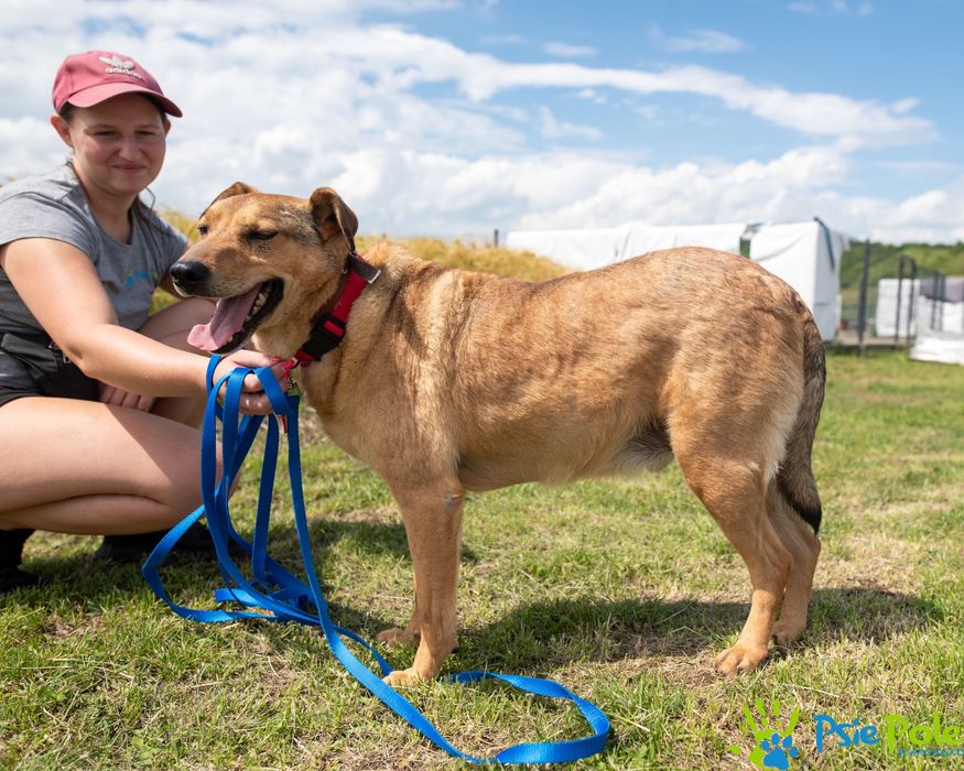 Bronek skrzywdzony piesek szuka kochającego domu