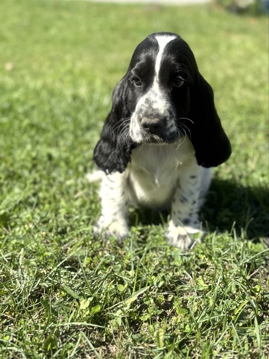 Piesek cocker spaniel angielski szczenię