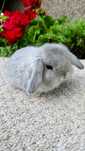 Mini lop króliki karzełek miniaturka baranek hodowla