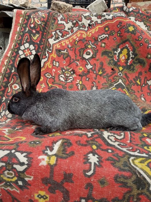 Кролі кролики полтавське срібло