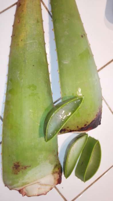 Aloe Vera - Babosa - Suco de fruta 100% sem aditivos e folhas, plantas