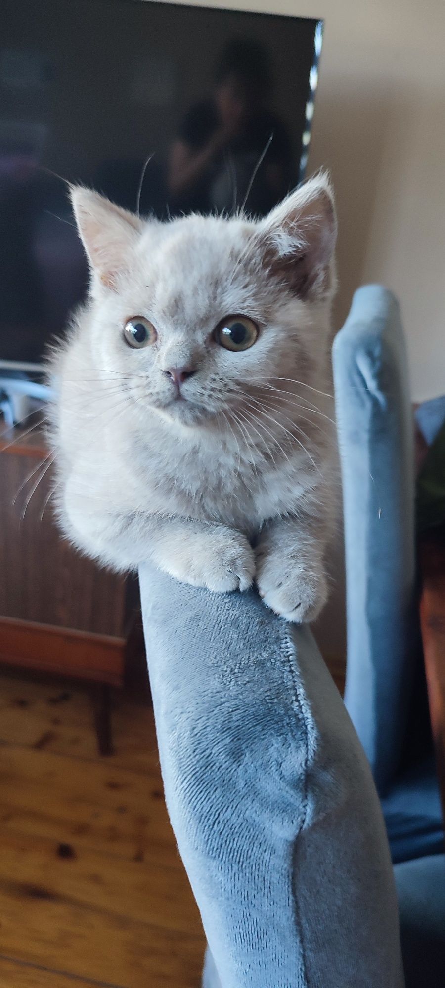 Kot brytyjski liliowy