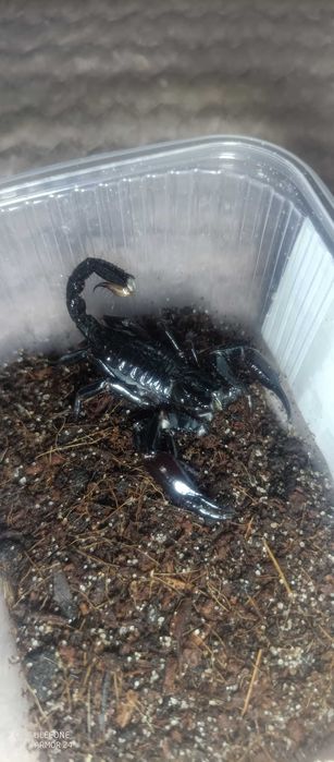 Skorpion Heterometrus longimanus rzadkość