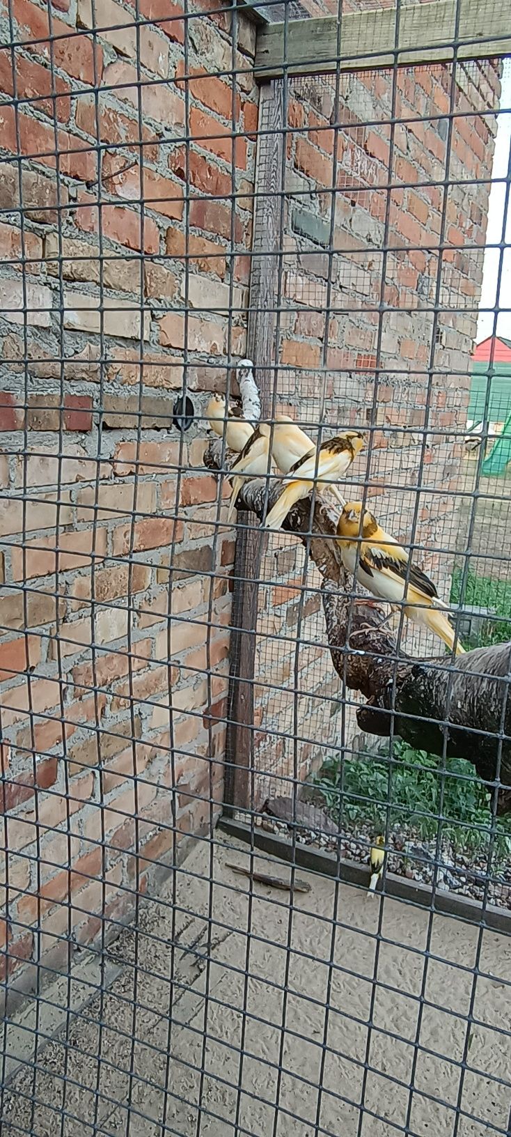 Kanarki młode tegoroczne