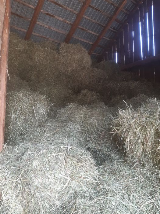 Siano  kostka dla koni, królików