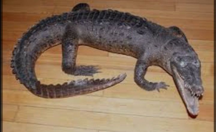 Чучело крокодила