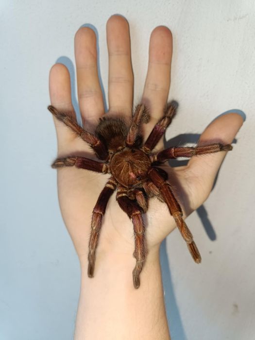 Pamphobeteus mascara młode l1