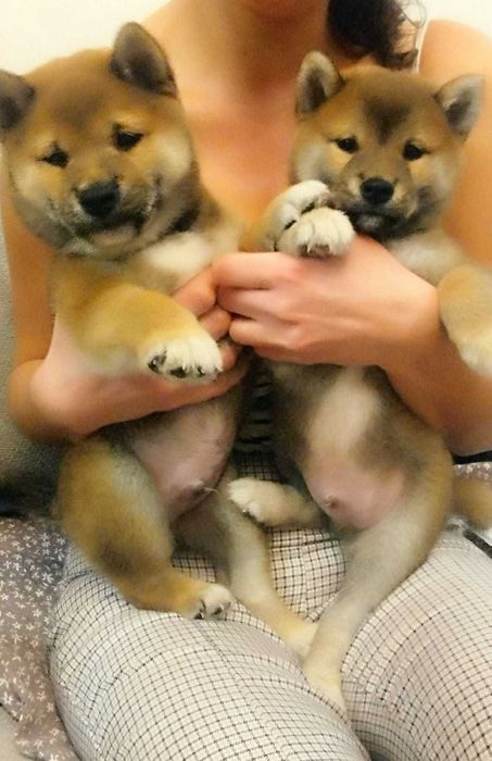 Shiba inu ZkwP FCI szczeniaczki gotowe do odbioru